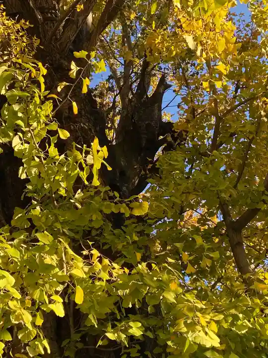 飛木稲荷神社の自然