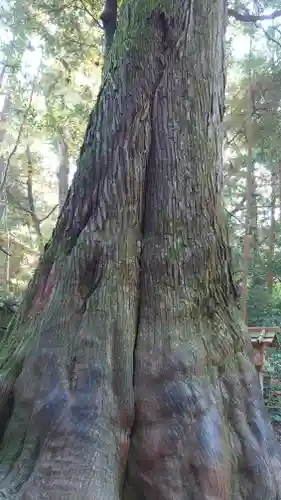 伊勢神宮内宮（皇大神宮）の自然