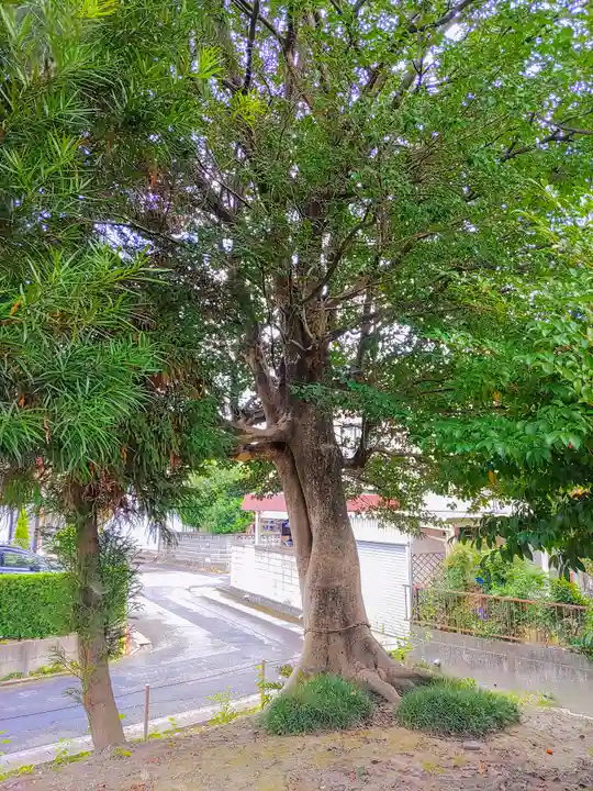 竹生島神社の自然