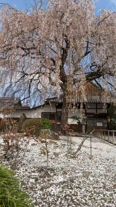 本満寺(本願満足寺)(京都府)