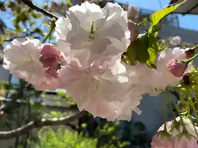 賢隆山久遠寺の自然