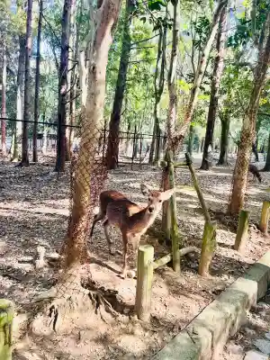 春日大社(奈良県)