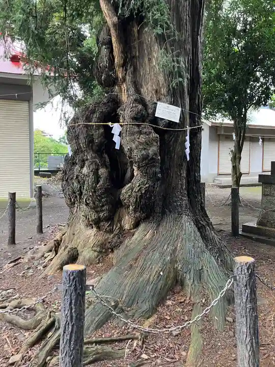 飯泉八幡神社の自然