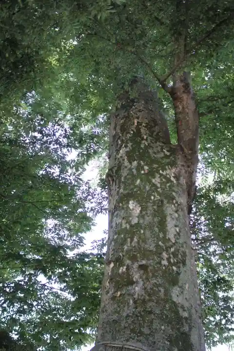 八枝神社(埼玉県)