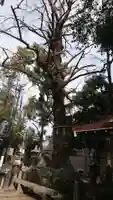 守居神社の自然