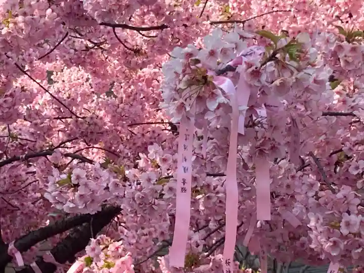 桜神宮の自然