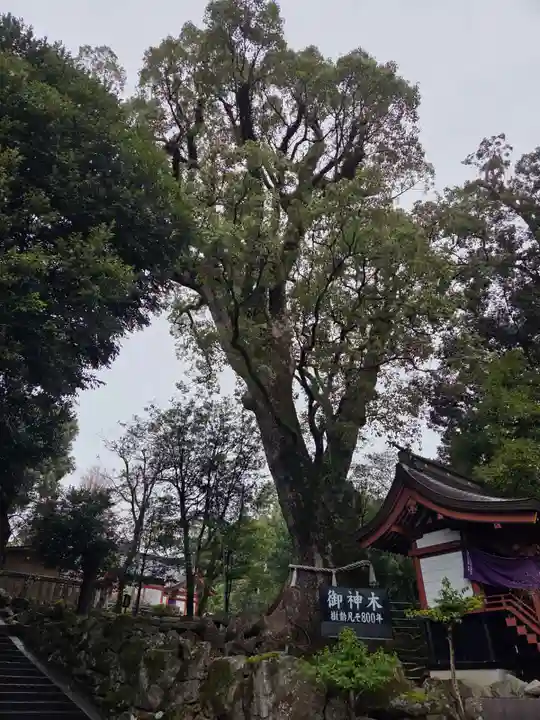鹿児島神宮(鹿児島県)