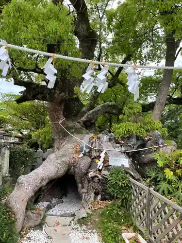牛嶋天満宮の自然