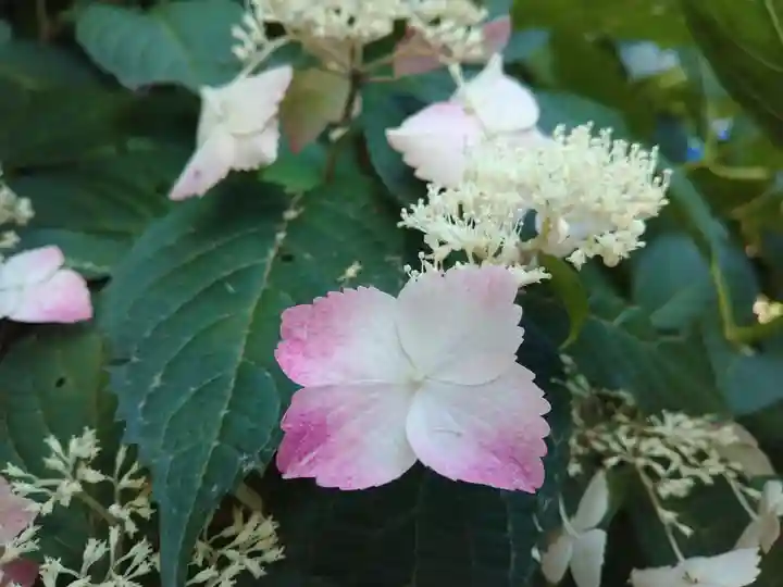 妙楽寺(神奈川県)