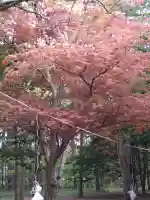 北海道神宮の{uncategorized: "未分類", other: "その他", undefined: "問題あり", building: "その他建物", grave: "お墓", sacred_gate: "鳥居", guardian: "狛犬", statue: "像", buddha: "仏像", history: "歴史", nature: "自然", garden: "庭園", animal: "動物", pagoda: "塔", temizu: "手水舎", mountain_gate: "山門・神門", sanctuary: "本殿・本堂", subordinate: "末社・摂社", art: "芸術", scenery: "景色", jizo: "地蔵", ema: "絵馬", goshuin: "御朱印", omikuji: "おみくじ", items: "授与品その他", amulet: "お守り", goshuincho: "御朱印帳", eats: "食事", festival: "お祭り", votive_dance: "神楽", shichigosan: "七五三参", wedding: "結婚式", experience: "体験その他", initially: "初詣", around: "周辺", anti_infection: "感染症対策"}