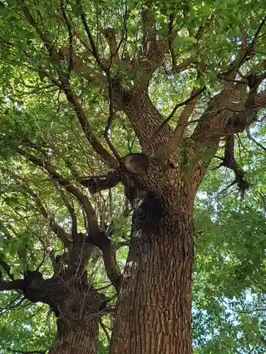 諏訪神社の自然