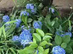 今戸神社の自然