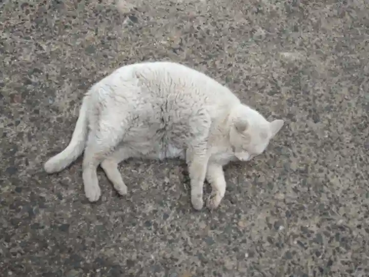 羽黒神社の動物