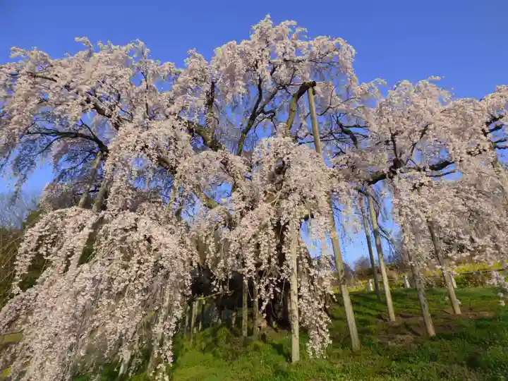 瀧桜神明宮の自然