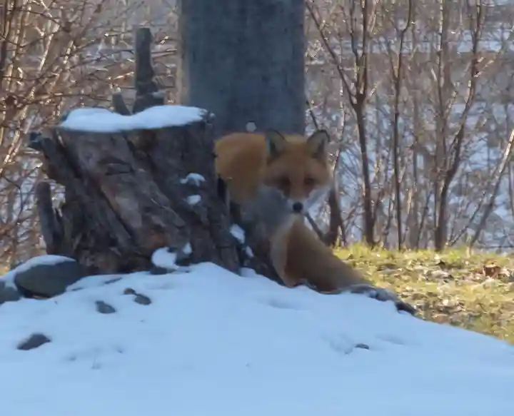 留辺蘂神社の動物