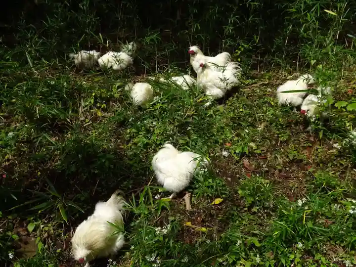 公時神社の動物