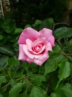 眞性寺(東京都)