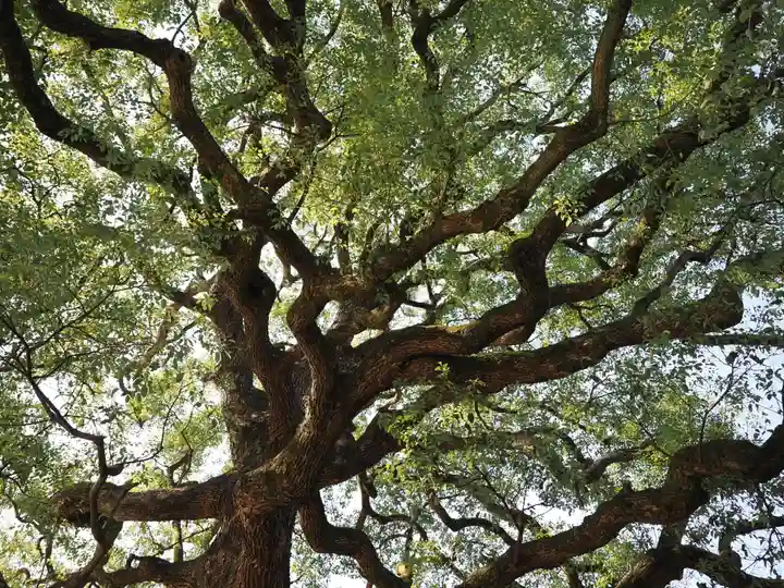 明治神宮(東京都)