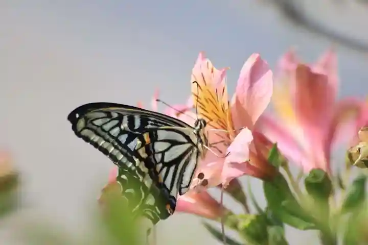 豊景神社の自然