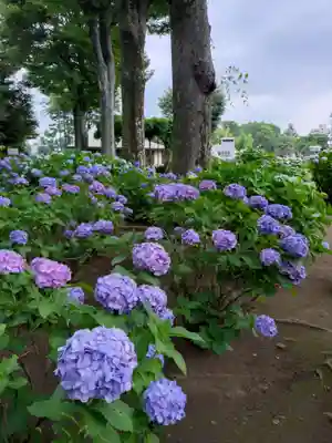 妙法寺(東京都)