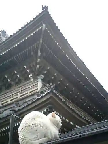 光明寺の動物