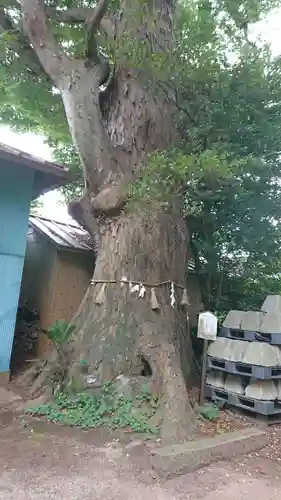 八坂神社の自然