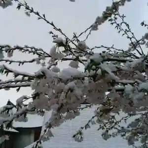 白狐山光星寺(山形県)(2023年04月09日(日) 09時39分08秒投稿)