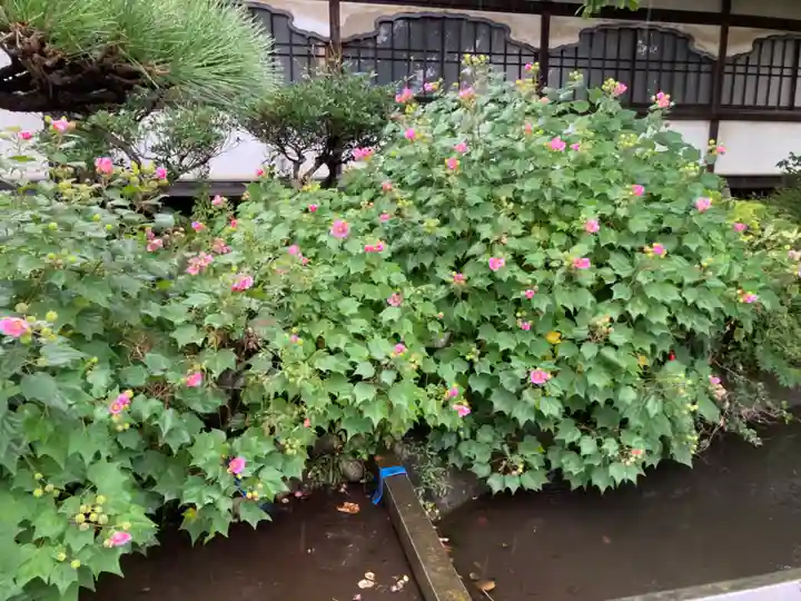 時宗総本山 遊行寺(正式:清浄光寺)の自然