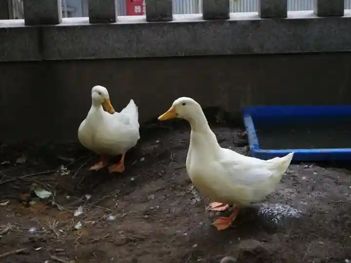 下谷神社の動物