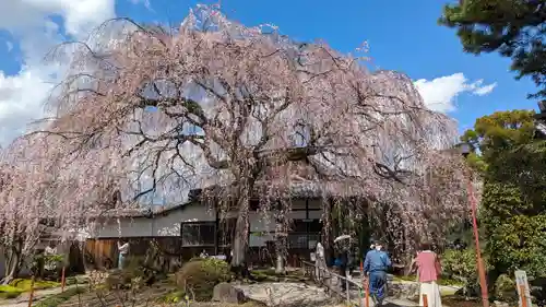 本満寺（本願満足寺）(京都府)