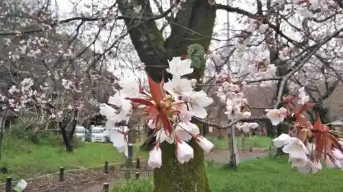 平野神社の自然