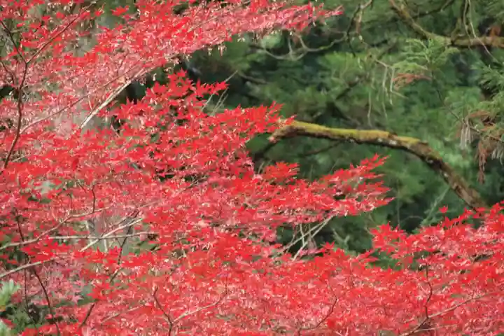 日光二荒山神社の自然