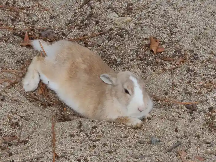 大久野島神社(広島県)