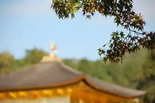 鹿苑寺（金閣寺）の自然