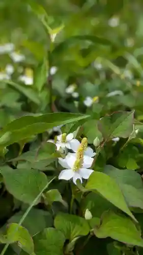櫻岡大神宮の自然
