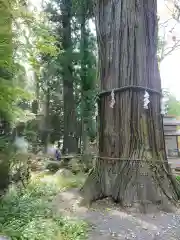 河口浅間神社の自然