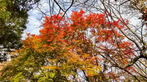 北海道神宮の自然
