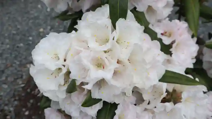 津観音(三重県)