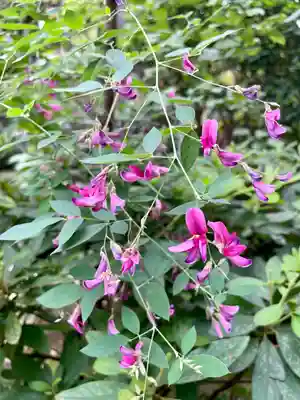 妙雲寺(東京都)