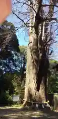 玉敷神社の建物その他