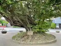 鹿島神宮の自然