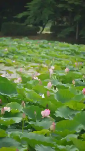 大覚寺の自然