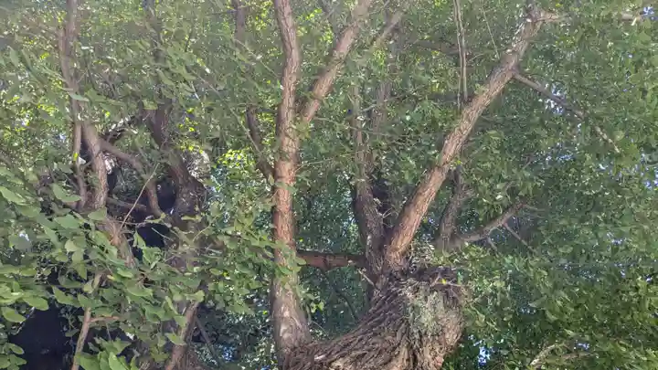 飛木稲荷神社の自然
