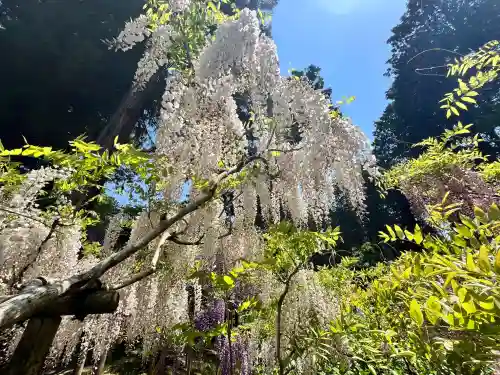 歌泉堂（春日大社神苑萬葉植物園内鎮座）(奈良県)