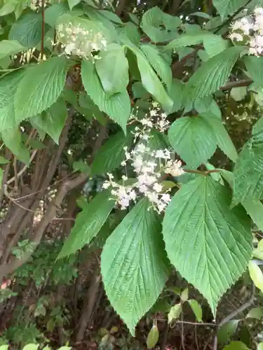 玉野御嶽神社の自然