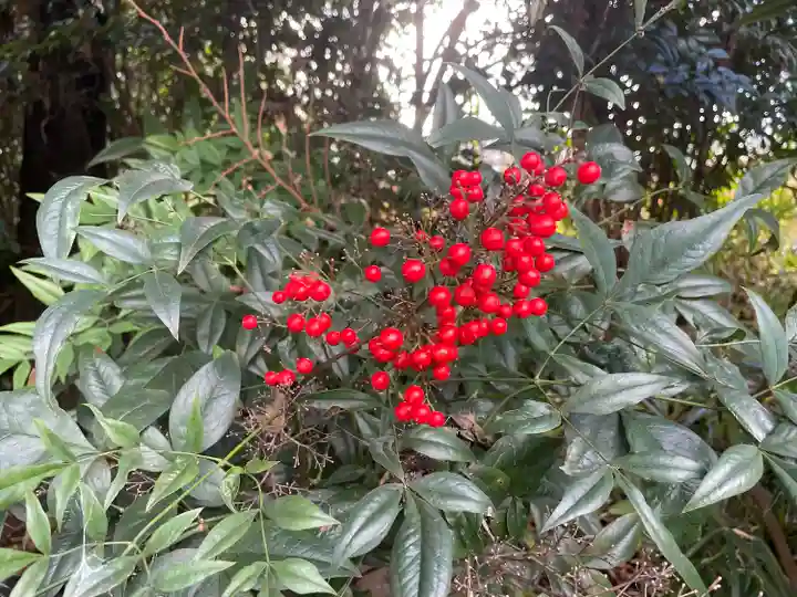 日枝神社の自然