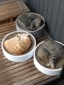 長円寺の動物(2022年07月12日(火) 09時05分47秒投稿)