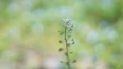 吉備津神社(岡山県)
