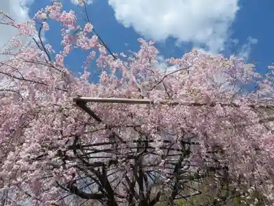 退蔵院(京都府)