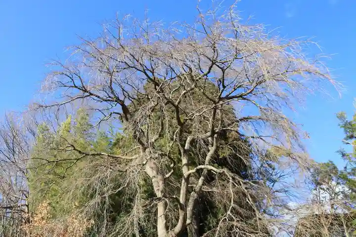 熊野神社の自然